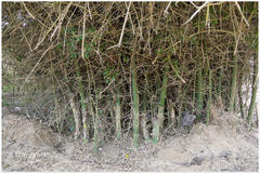 Bambusa arundinacea